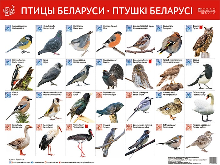 НОВИНКА! Птицы Беларуси. Интерактивный плакат для современных детей