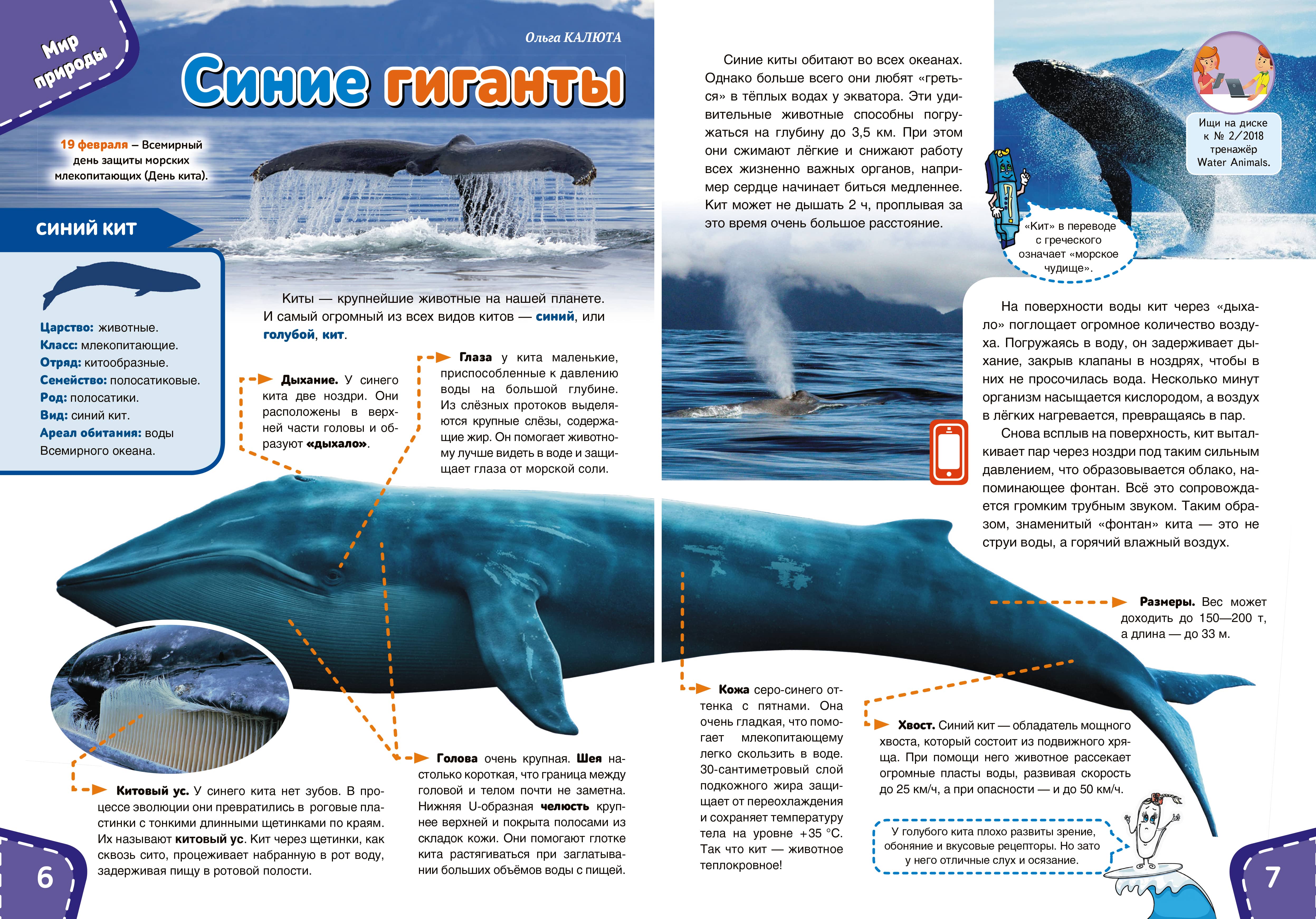 Синий кит Размеры